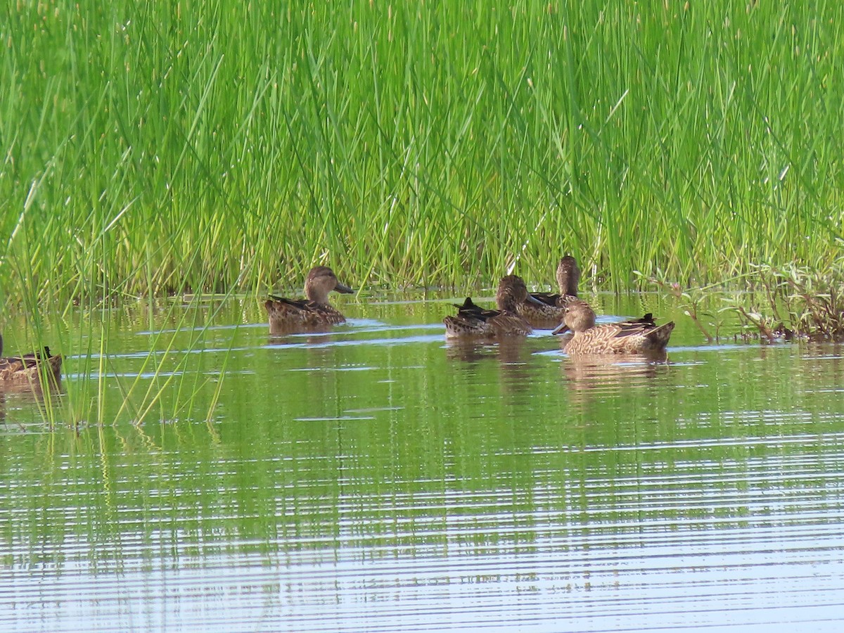 Blue-winged Teal - ML181988861