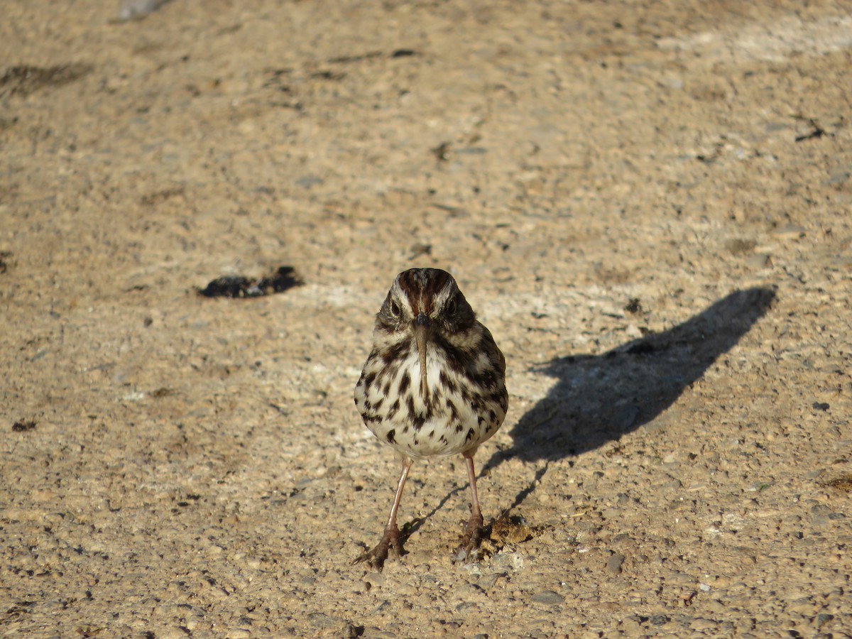 Song Sparrow - Jacob Broad