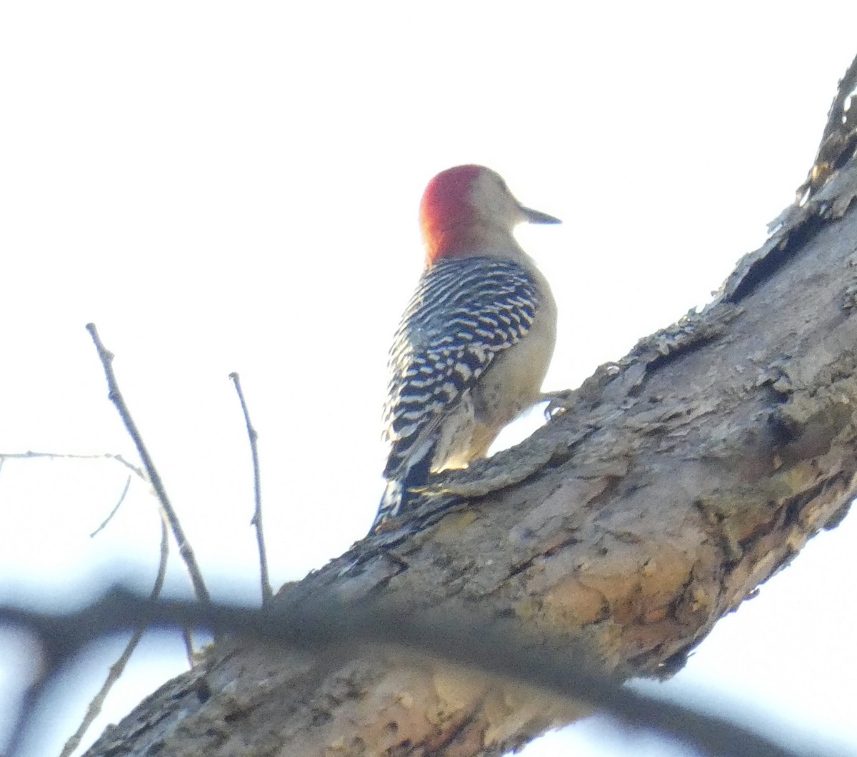 Red-bellied Woodpecker - ML181993721