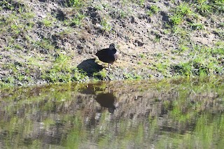 Pacific Black Duck, ML181999811