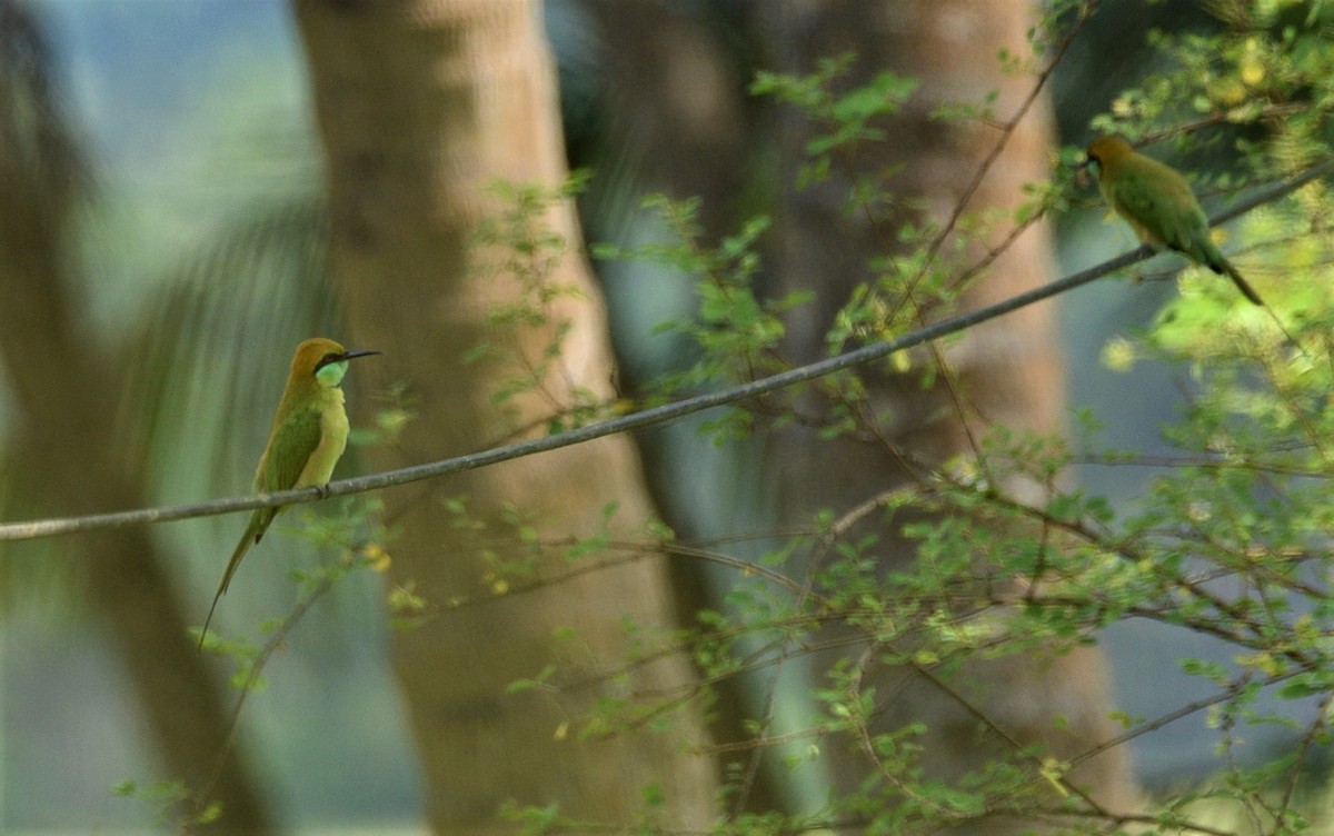 Asian Green Bee-eater - Sajeev Krishnan