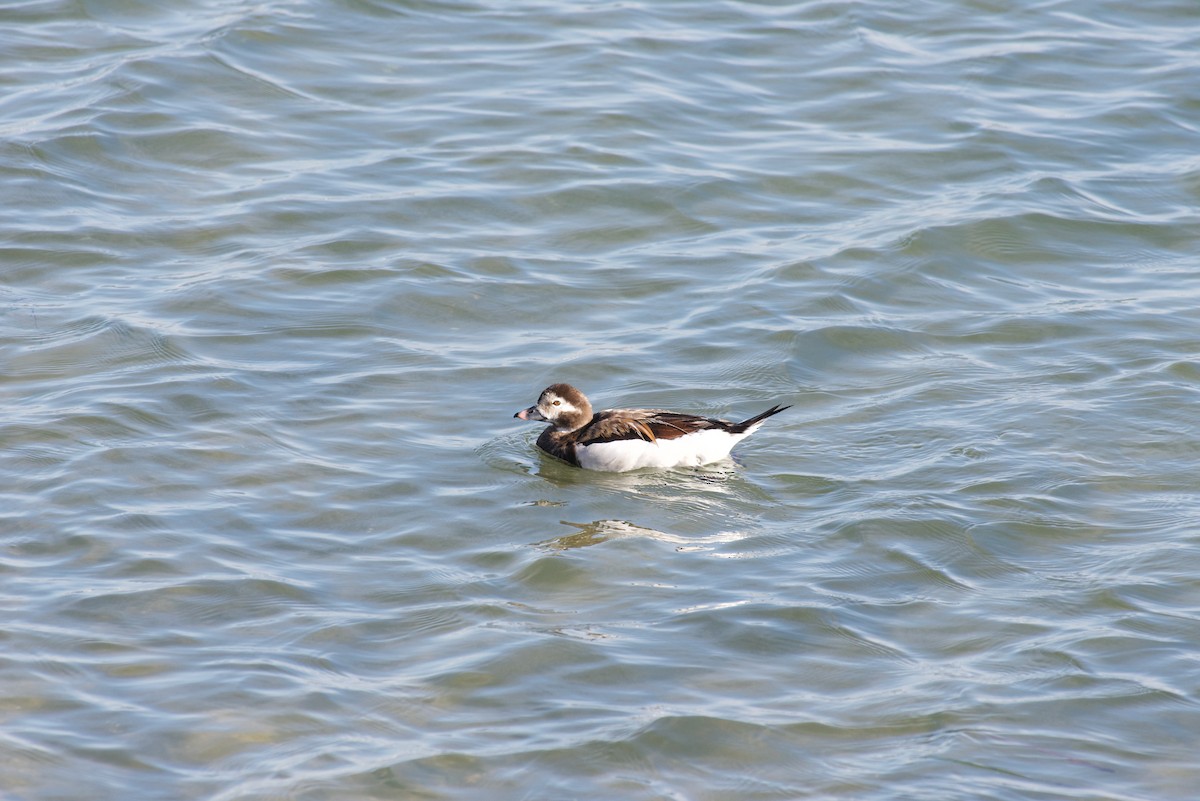 Long-tailed Duck - ML182011821