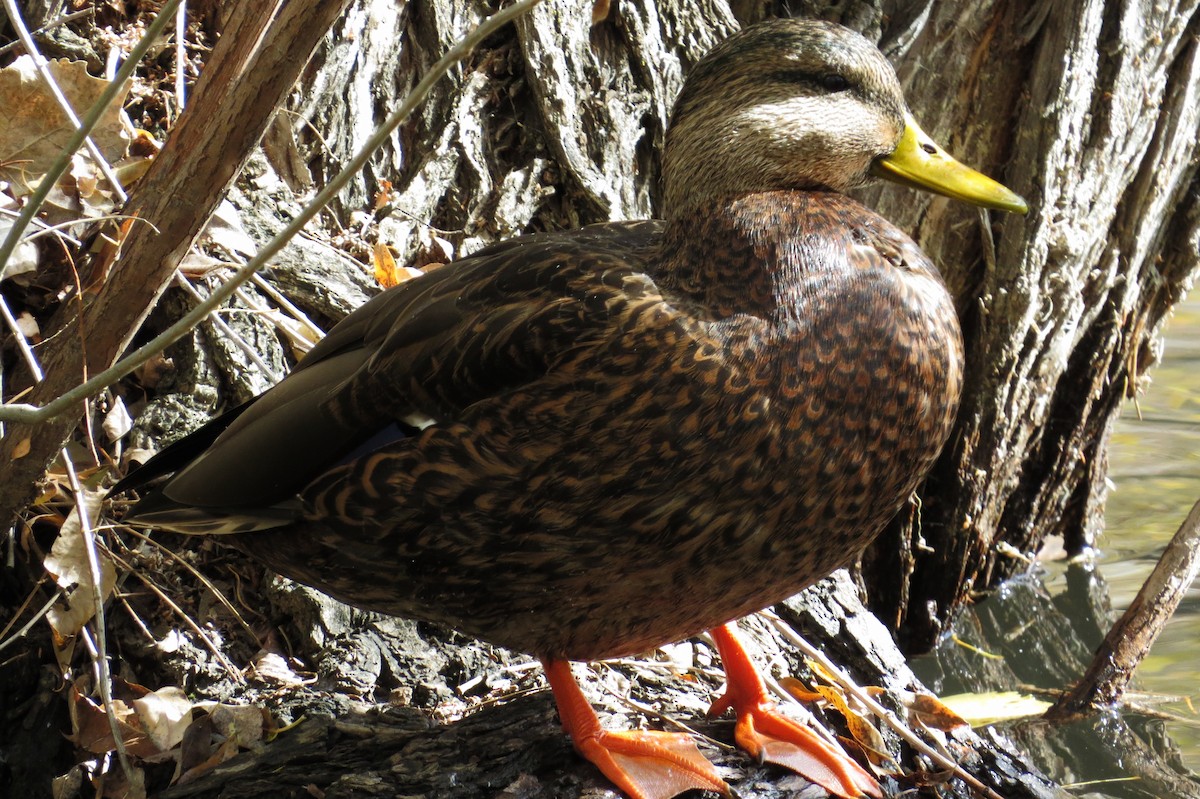 Mallard x Mexican Duck (hybrid) - Bryant Olsen
