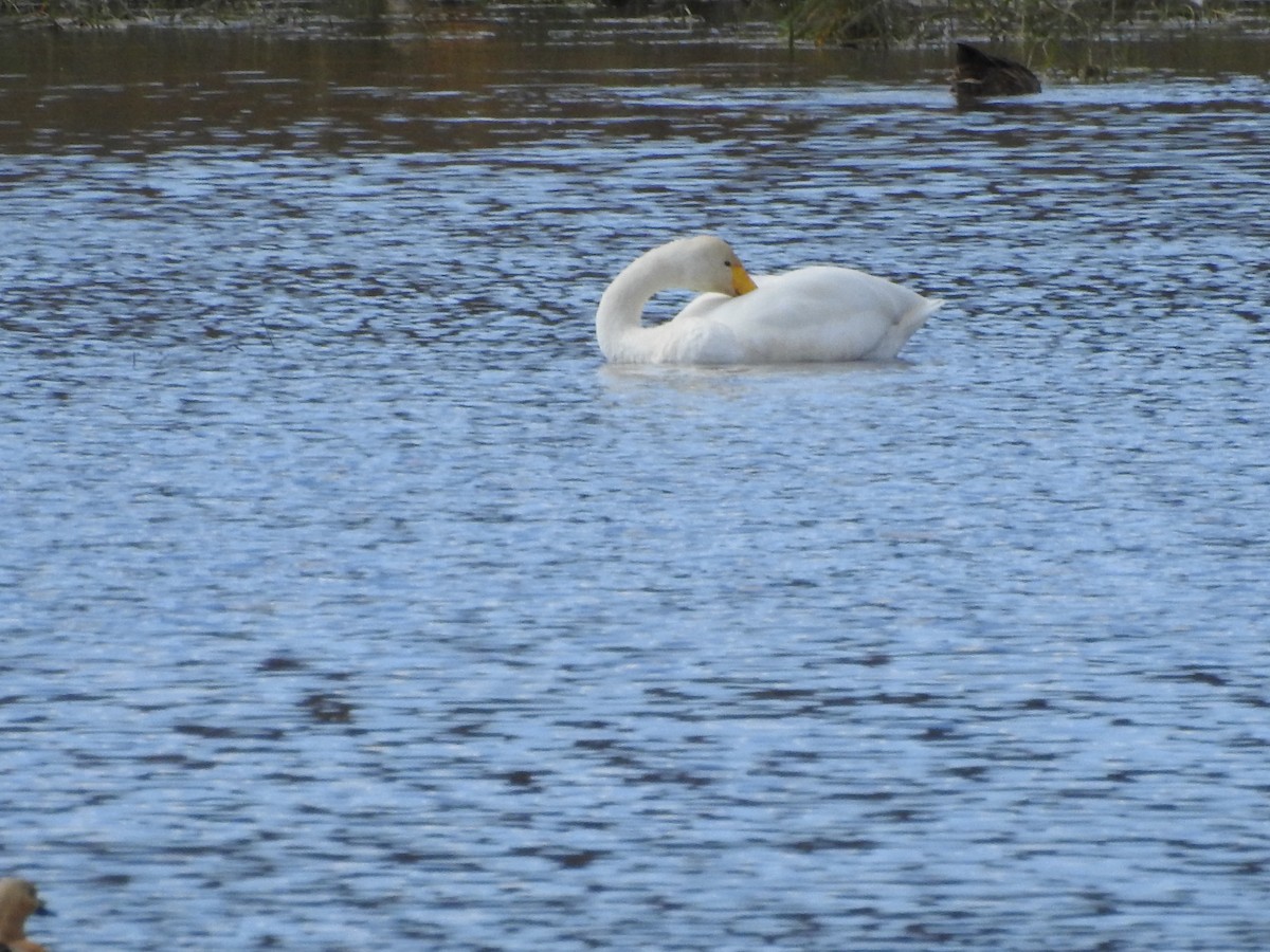 Whooper Swan - ML182014911