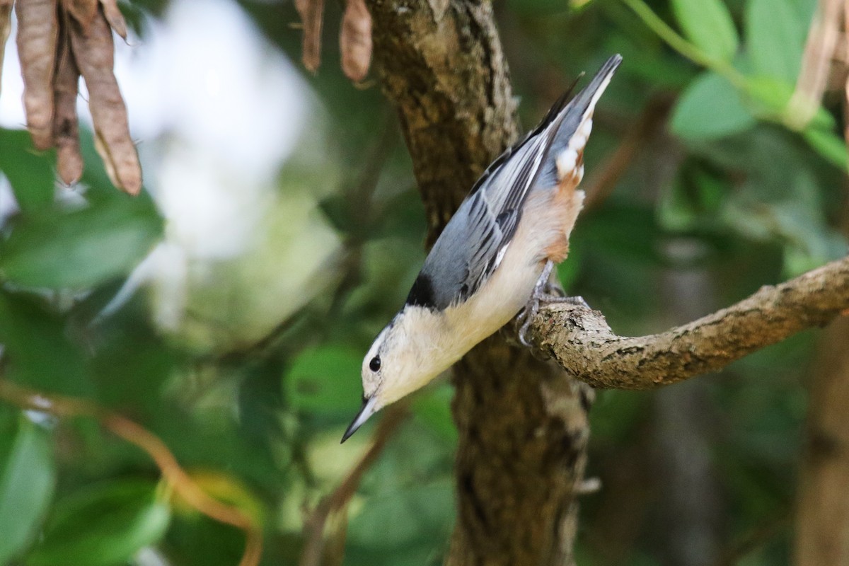 White-breasted Nuthatch - ML182015851