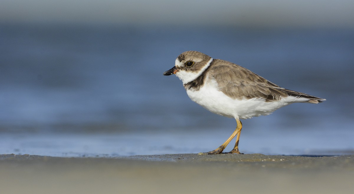 Semipalmated Plover - Patrick Maurice