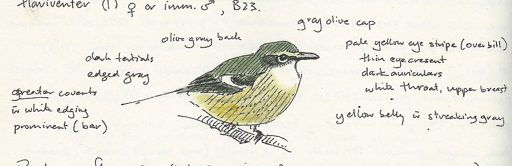 Yellow-breasted Boatbill - ML182016161