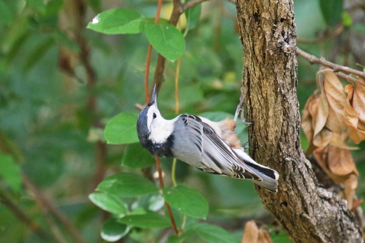 White-breasted Nuthatch - ML182016801