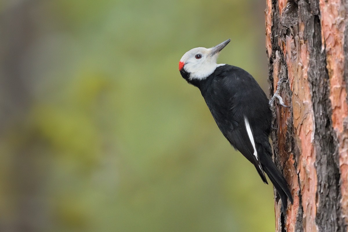 White-headed Woodpecker - Paul Maury