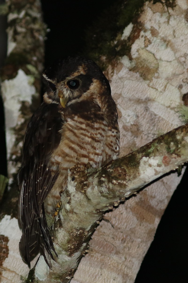 Band-bellied Owl - ML182022541