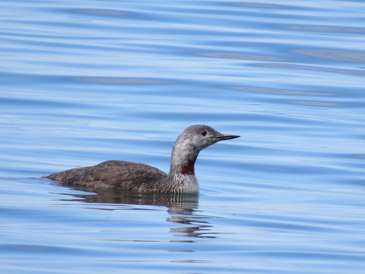Red-throated Loon - Suzy Wright