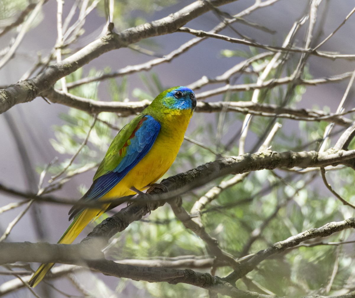 Turquoise Parrot - David Sinnott