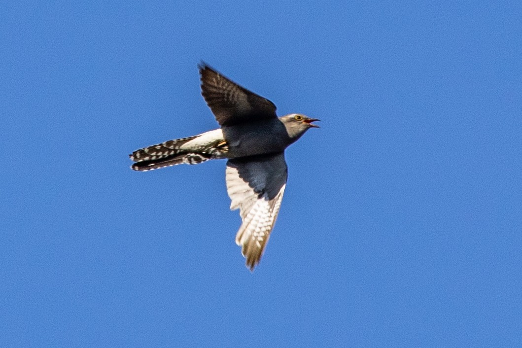 Pallid Cuckoo - Ramit Singal