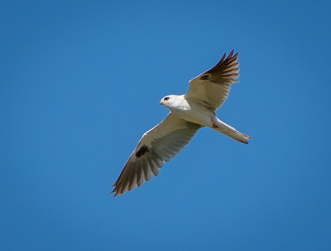 White-tailed Kite - ML182030151
