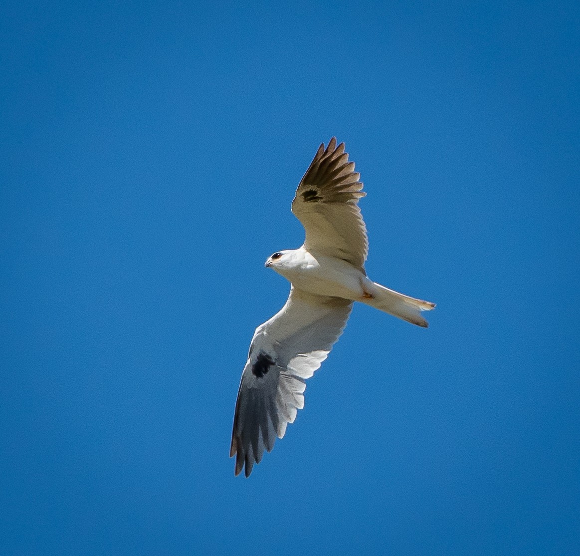 White-tailed Kite - ML182030161