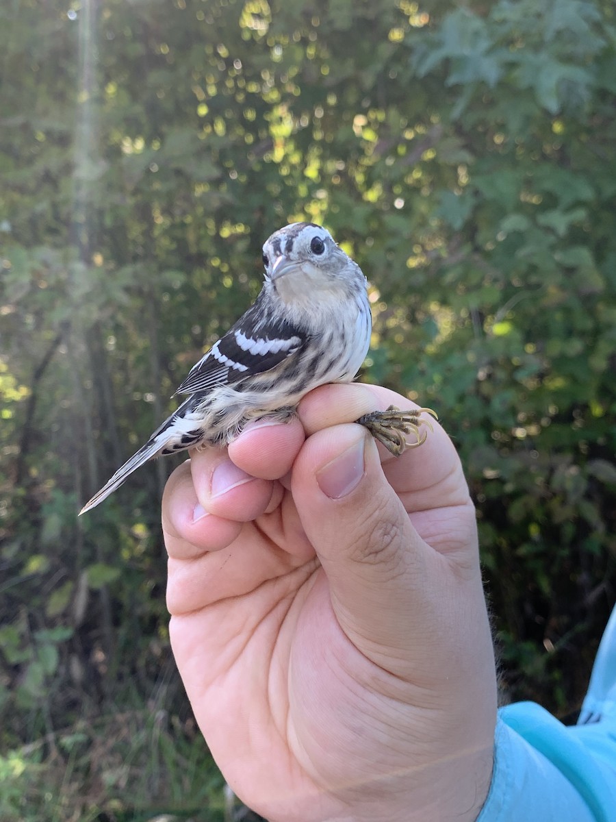 Black-and-white Warbler - ML182030881