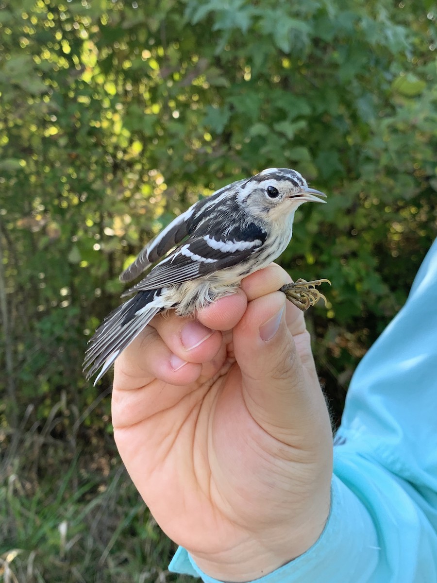Black-and-white Warbler - ML182030891