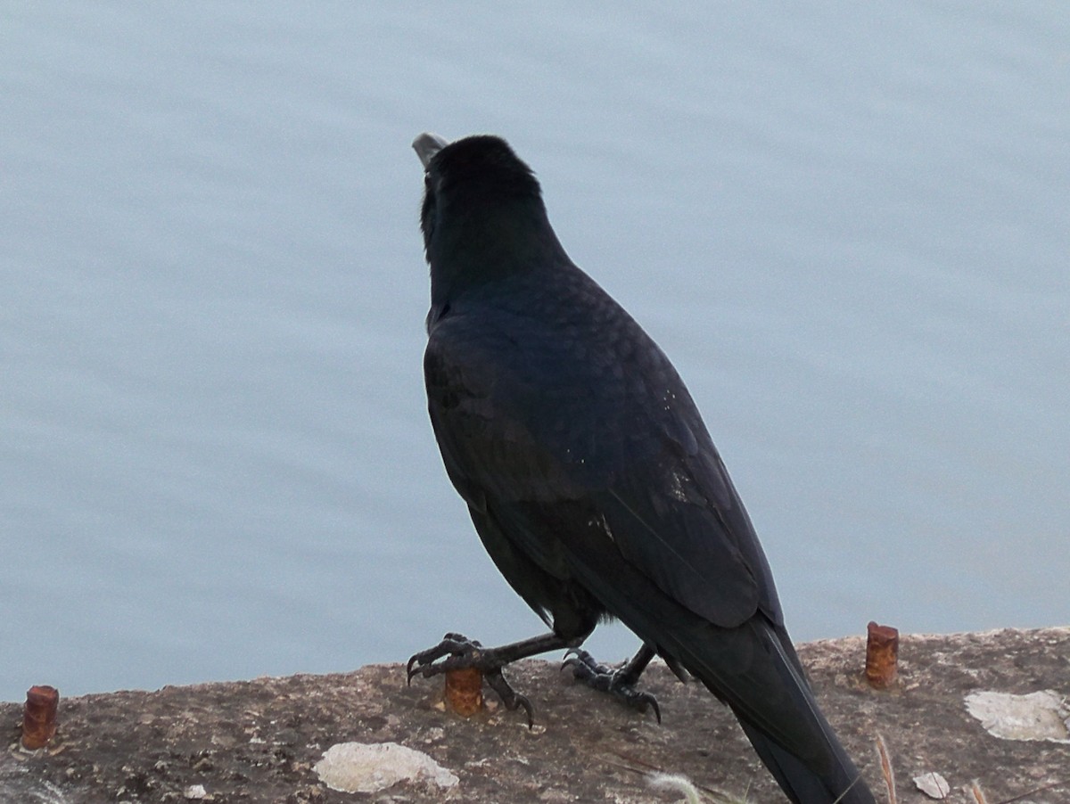 Large-billed Crow - ML182031901