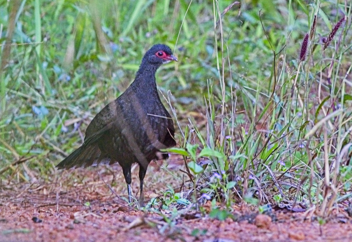 Germain's Peacock-Pheasant - Ashish John