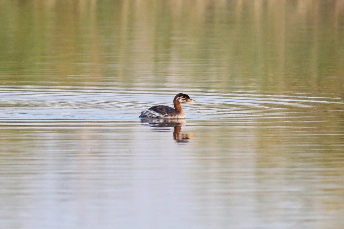 Red-necked Grebe - Cheng Qian