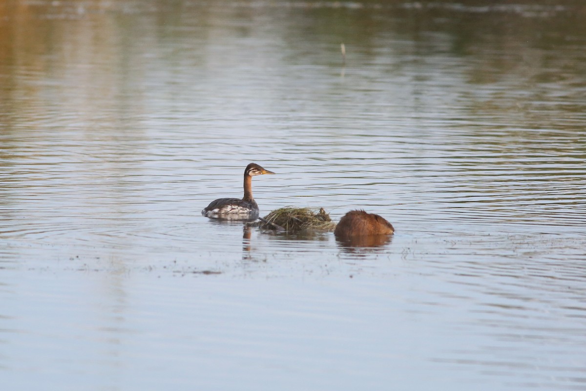 Red-necked Grebe - ML182037021