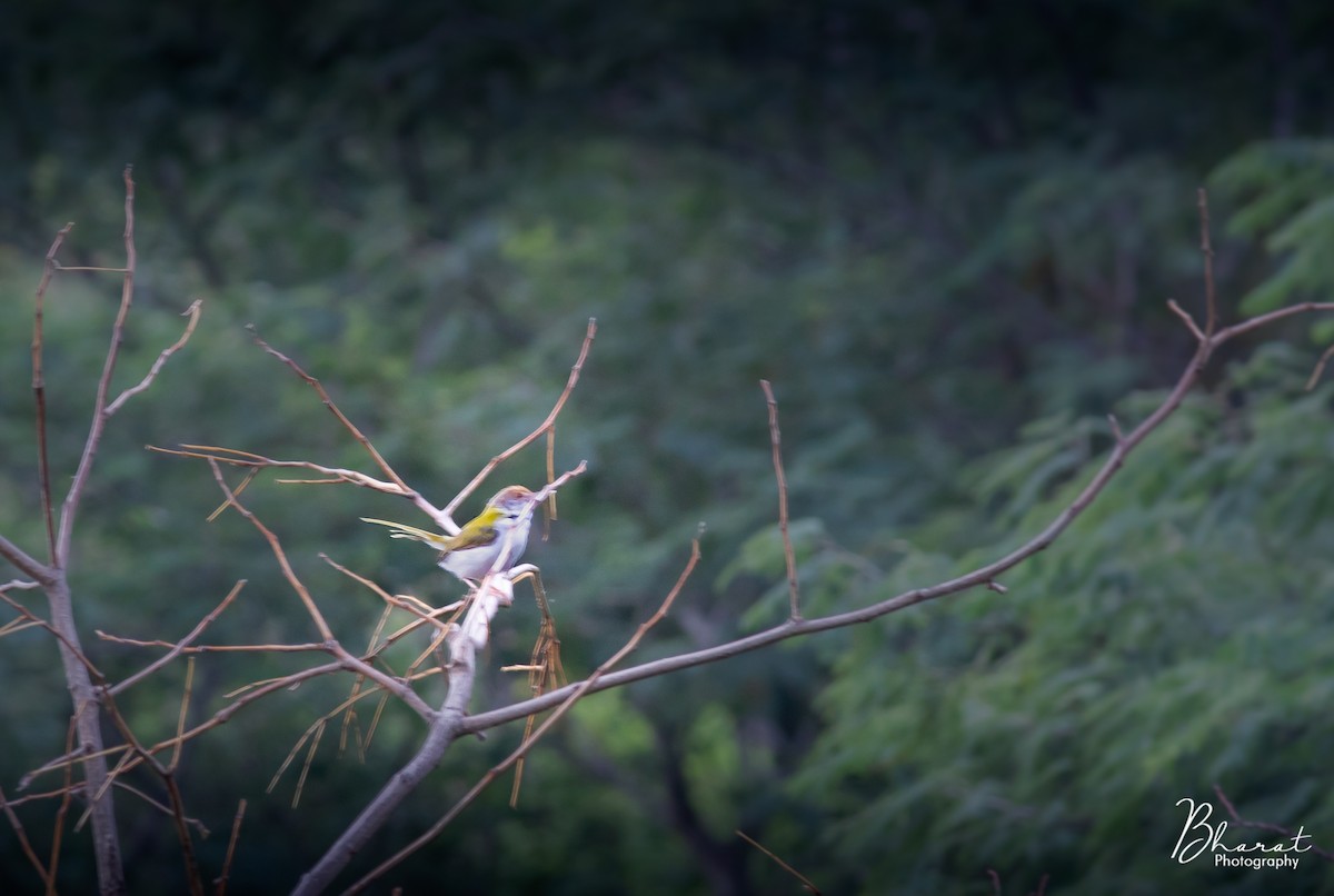 Common Tailorbird - K V Bharat Adithyaa