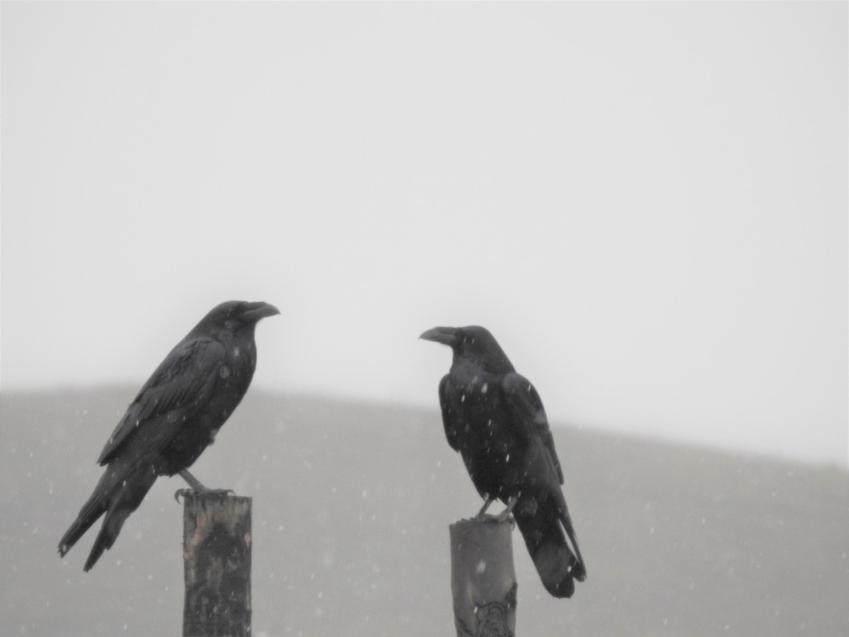 Common Raven - Philip Steiner