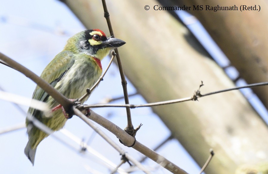 Coppersmith Barbet - MS Raghunath