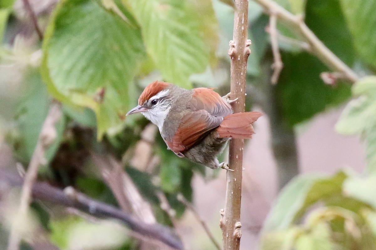 Line-cheeked Spinetail (Baron's) - ML182047661