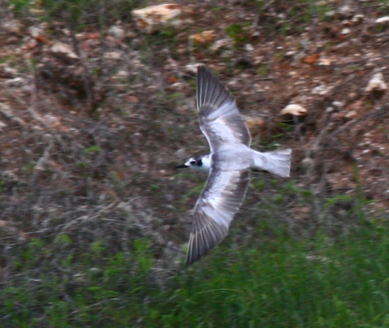 White-winged Tern - ML182048131