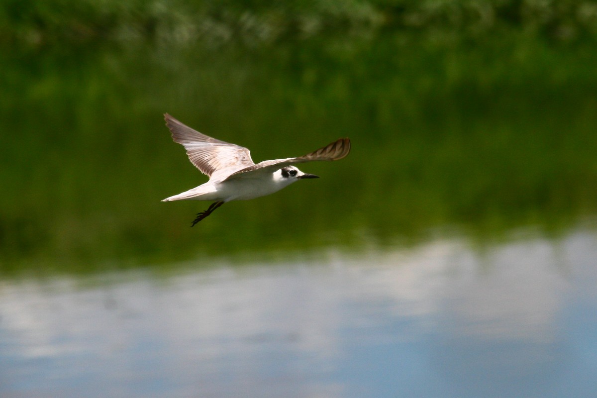 White-winged Tern - ML182048151