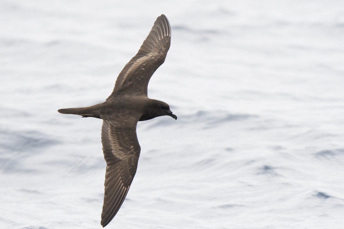 Bulwer's Petrel - Miguel Rouco