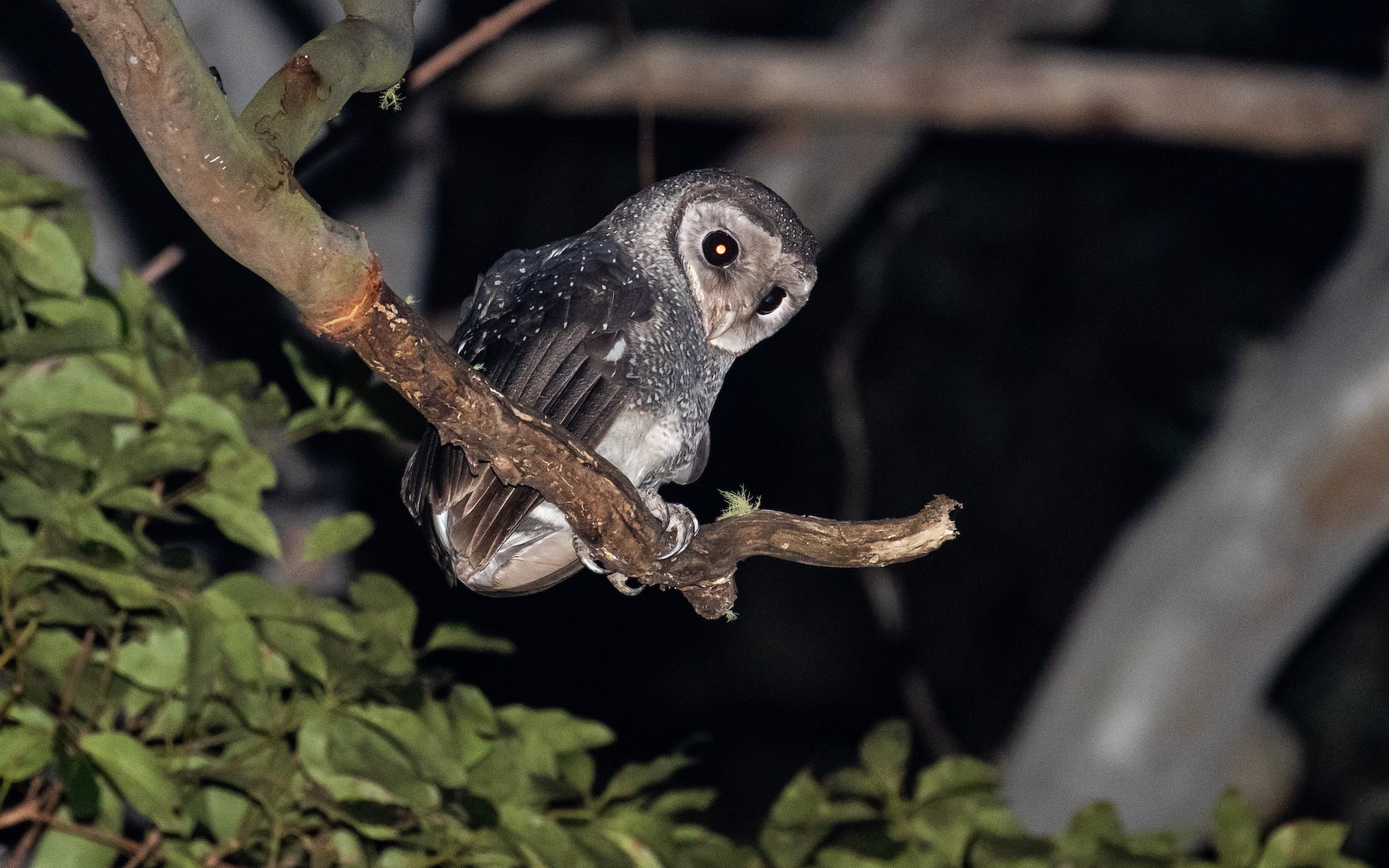 ススイロメンフクロウ Tenebricosa Arfaki Ebird