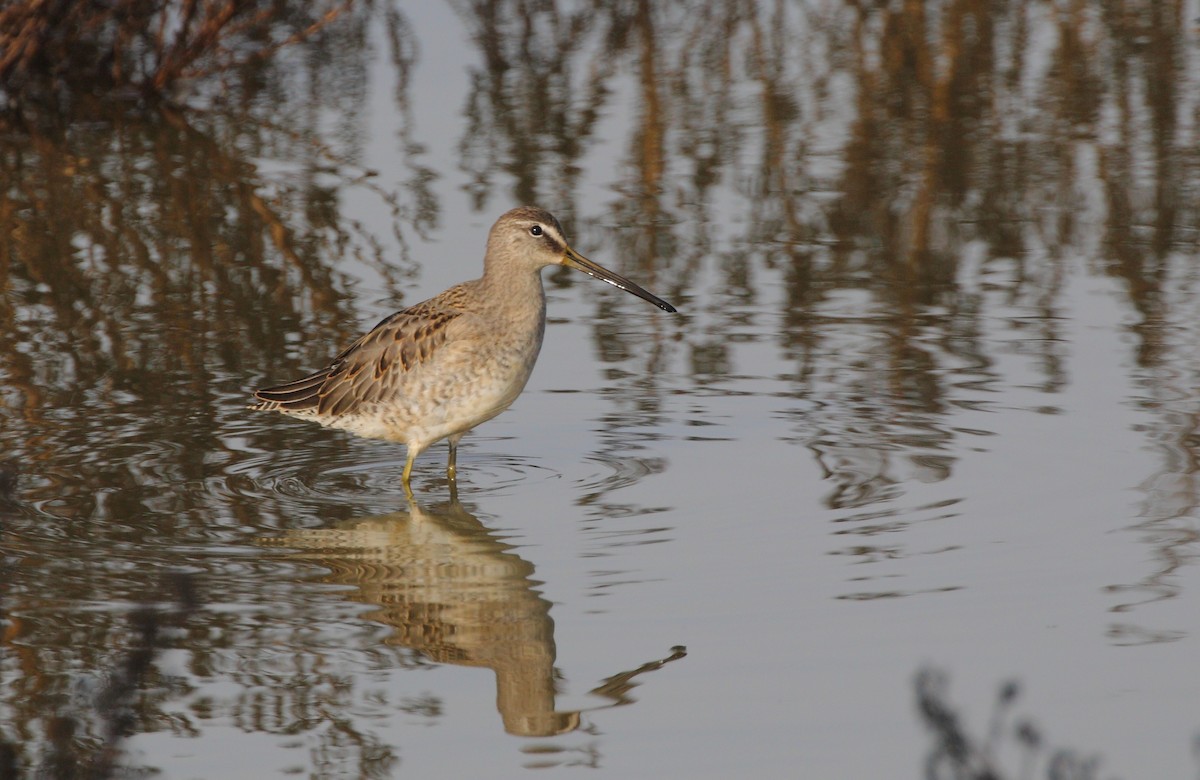Long-billed Dowitcher - ML182054931