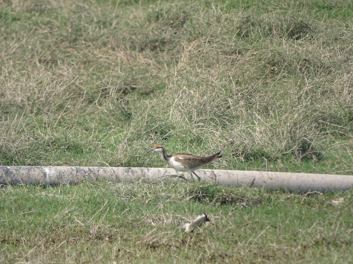 Pheasant-tailed Jacana - Rujuta Vinod