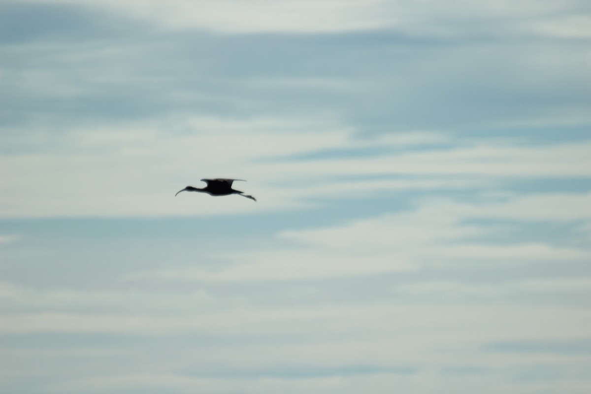 ibis hnědý - ML182060361