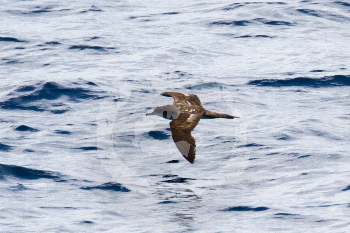 Wedge-tailed Shearwater - Christophe Gouraud