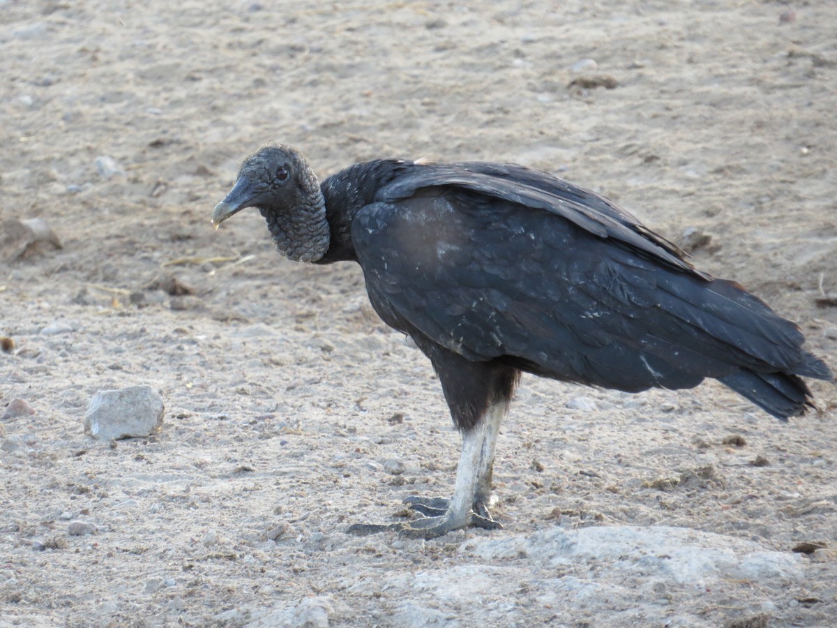 Black Vulture - Julio Freitas