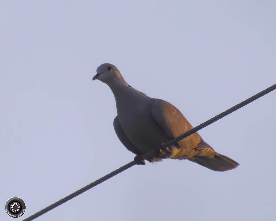 Eurasian Collared-Dove - ML182064661