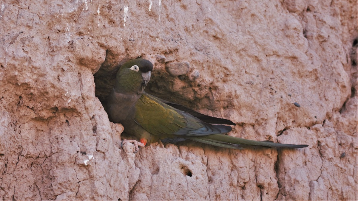 Burrowing Parakeet - Jose Luis Blázquez