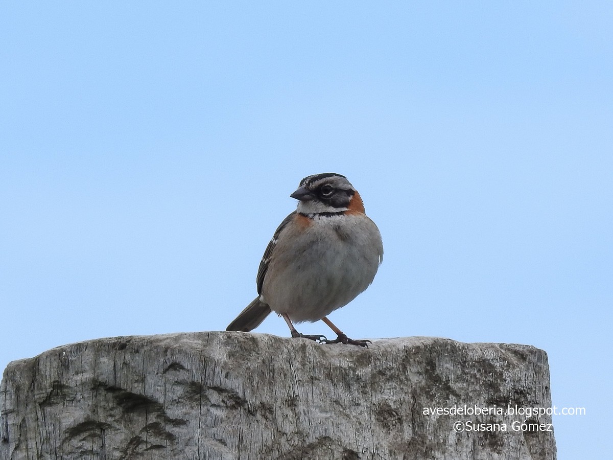 Rufous-collared Sparrow - ML182069971