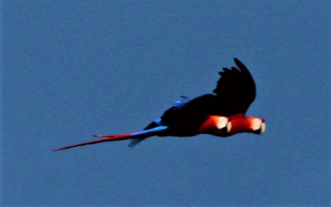 Scarlet Macaw - ML182072051