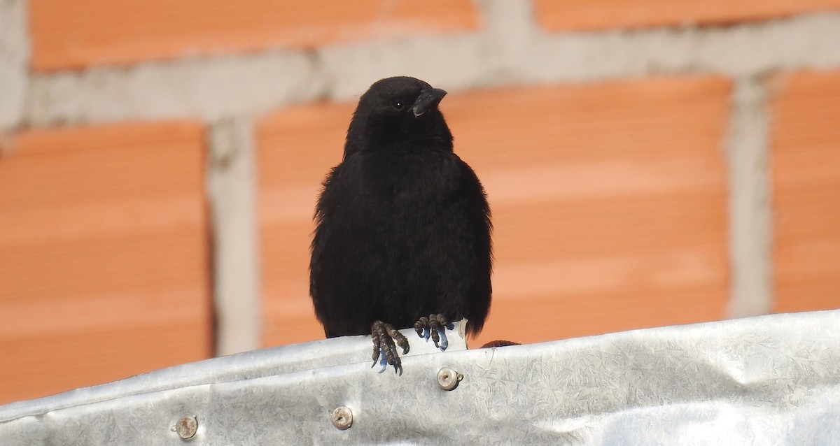 Bolivian Blackbird - ML182073561