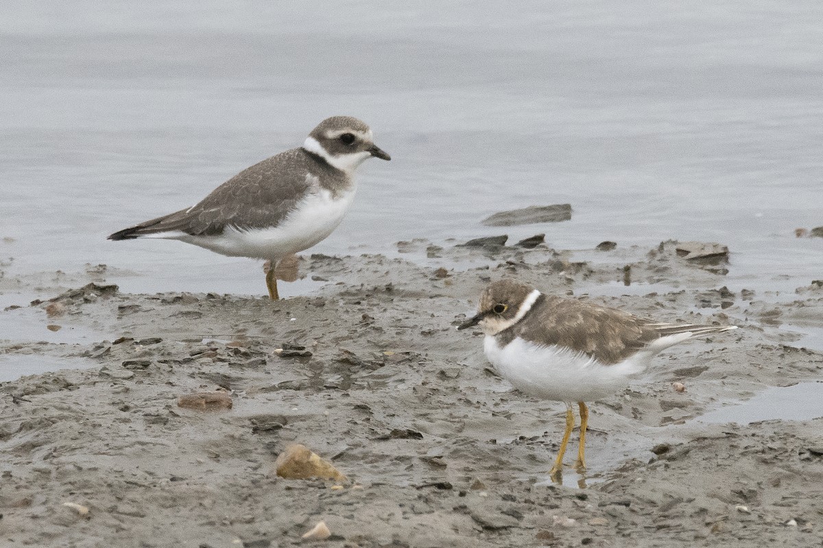 Common Ringed Plover - ML182078151
