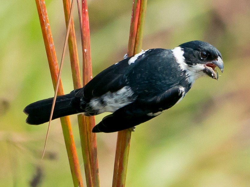 Wing-barred Seedeater - Joao Quental JQuental