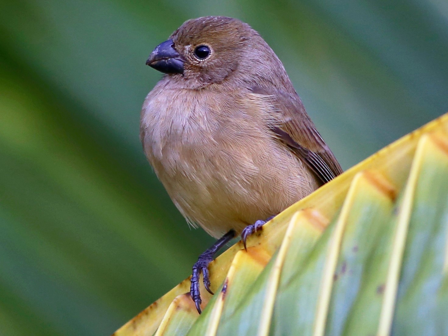 Wing-barred Seedeater - Alan Kneidel