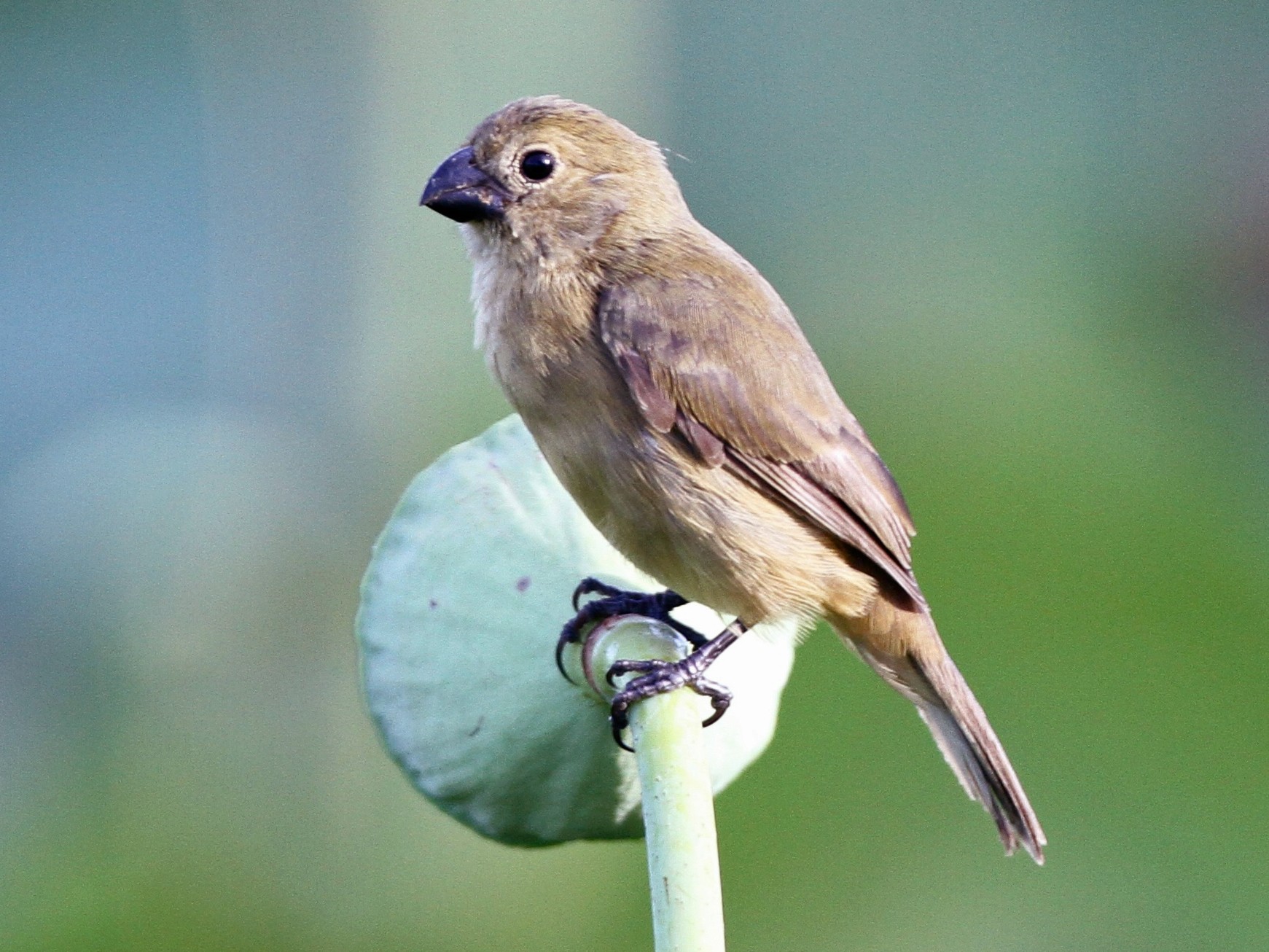 Wing-barred Seedeater - Alex Wiebe