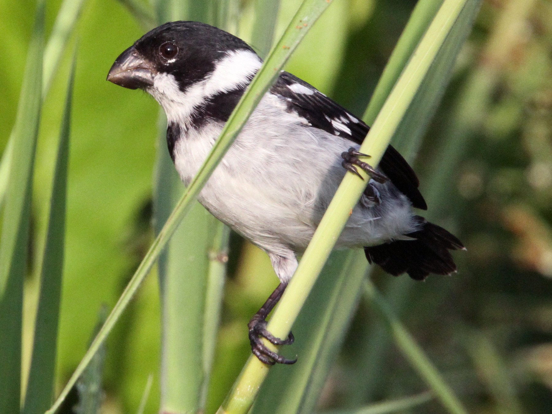 Wing-barred Seedeater - Ian Thompson