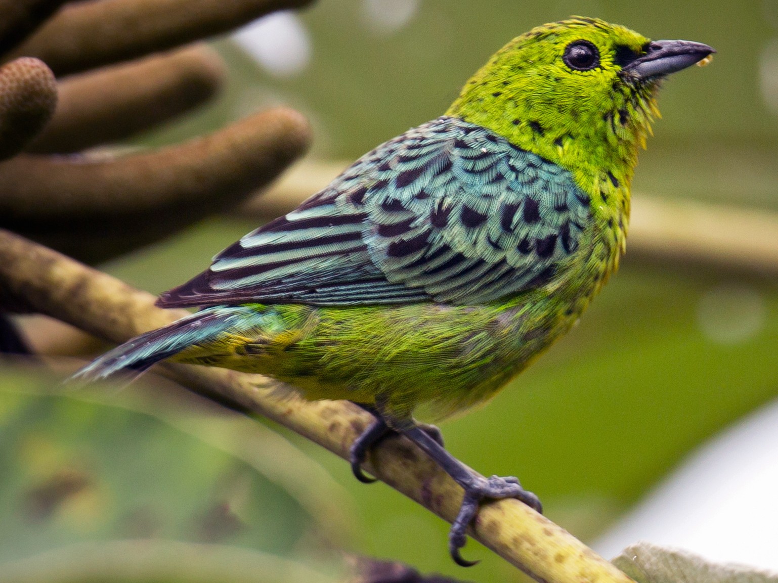 Yellow-bellied Tanager - Bernardo Roca-Rey Ross