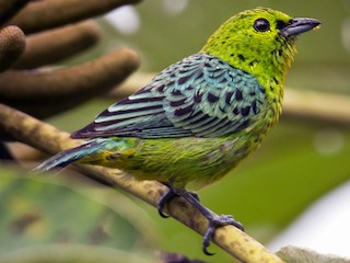  - Yellow-bellied Tanager